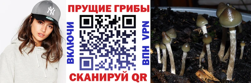 сколько стоит  Глазов  Псилоцибиновые грибы Psilocybine cubensis 